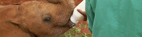nairobi, daphne sheldrick weesolifanten opvang kenia