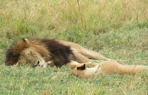 Priv Familie safari Kenia  Juli 2018 Kenia