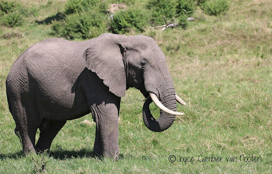 Prive safari Kenia