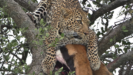 Priv Safari Kenia  Juni 2018