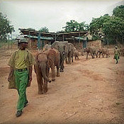 Peetouderreis adoptie olifanten Maart